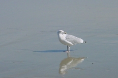 Seagull1